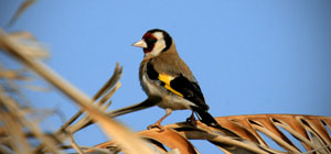 Birdwatching Riserva Vendicari